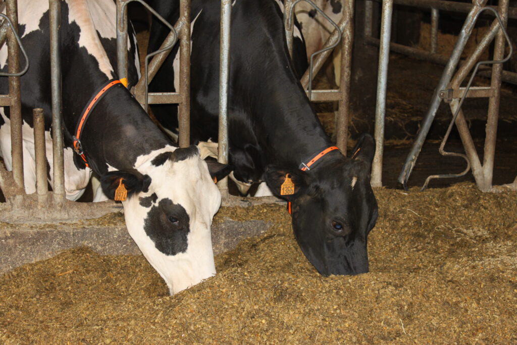 vache laitière Mozaë